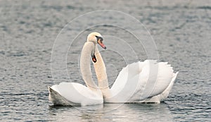 A couple of white mute swans Cygnus Olor mating, nature scene