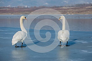 A couple of white mute swans with orange beaks on ice