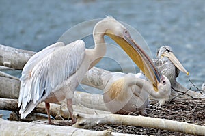 Couple of White pelicans on nest