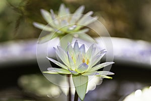 A couple of white purple water lily in blossom