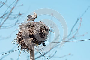 Couple Of White Stork (Ciconia ciconia) in the Nest, Alsace France