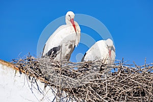 A couple of White stork Ciconia ciconia in the nest on the roof of a house