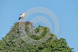 Couple of white stork (Ciconia ciconia) on the nest in a village in spring