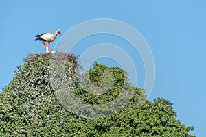 Couple of white stork (Ciconia ciconia) on the nest in a village in spring