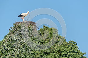 Couple of white stork (Ciconia ciconia) on the nest in a village in spring