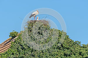 Couple of white stork (Ciconia ciconia) on the nest in a village in spring