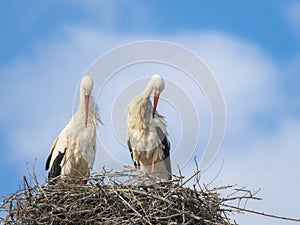 Couple of white storks Cicocina ciconia grooming in the nest