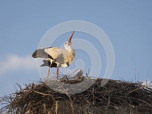 Couple of white storks Cicocina ciconia in the nest