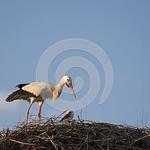 Couple of white storks Cicocina ciconia in the nest