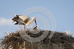 Couple of white storks Cicocina ciconia in the nest