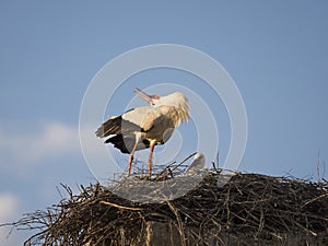 Couple of white storks Cicocina ciconia in the nest
