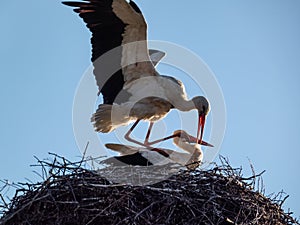 A couple of white storks (Ciconia ciconia) mating in a nest made from twigs and branches