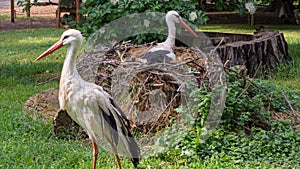 Couple of white storks [Ciconia ciconia] in nest with one stork sit on eggs.