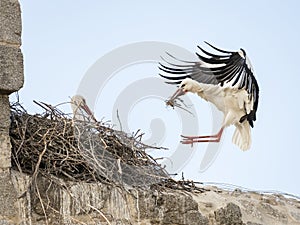 Couple of white storks Ciconia ciconia, one of them landing in