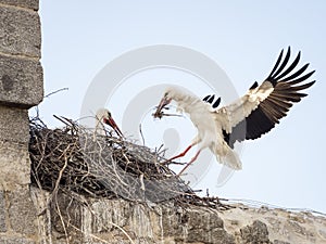 Couple of white storks Ciconia ciconia, one of them landing in