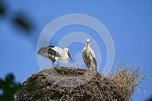 a couple of white storks, ciconia ciconia, sitting in their tall aerie