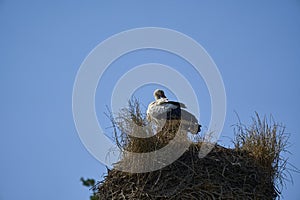 a couple of white storks, ciconia ciconia, sitting in their tall aerie