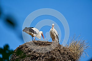 a couple of white storks, ciconia ciconia, sitting in their tall aerie