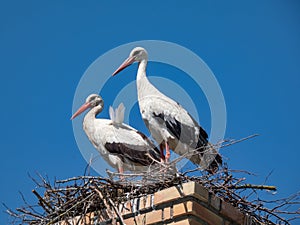 Couple of the white storks (Ciconia ciconia) standing in nest on roof with blue sky in background