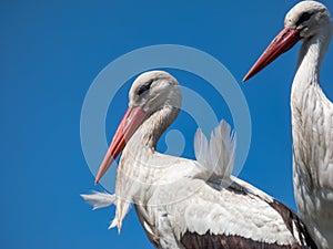 Couple of the white storks (Ciconia ciconia) standing in nest on roof of a building with blue sky
