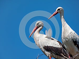 Couple of the white storks (Ciconia ciconia) standing in nest on roof of a building with blue sky