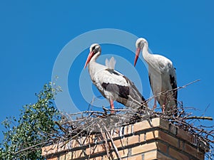 Couple of the white storks (Ciconia ciconia) standing in nest on roof of a building with blue sky in background