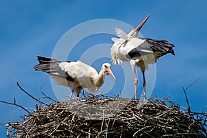 Couple of white storks ciconia ciconia in their nest