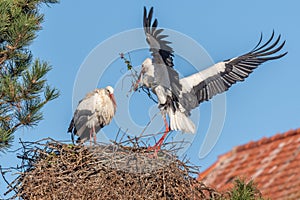 Couple of white storks in courtship display (ciconia ciconia) building their nest in spring