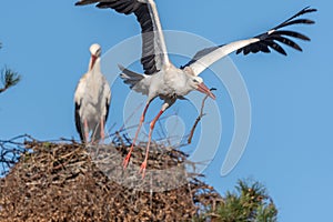 Couple of white storks in courtship display (ciconia ciconia) building their nest in spring