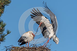 Couple of white storks in courtship display (ciconia ciconia) building their nest in spring