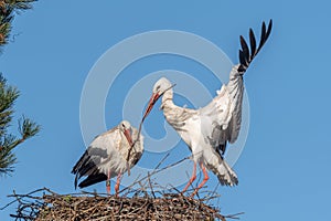 Couple of white storks in courtship display (ciconia ciconia) building their nest in spring