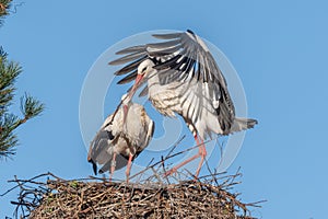 Couple of white storks in courtship display (ciconia ciconia) building their nest in spring