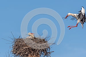 Couple of white storks in courtship display (ciconia ciconia) building their nest in spring