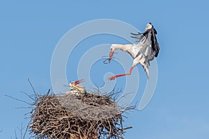 Couple of white storks in courtship display (ciconia ciconia) building their nest in spring