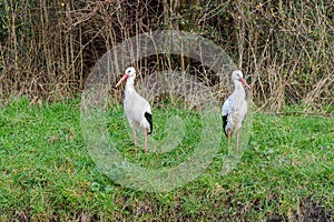 Couple of white storks have a disagreement and want to divorce