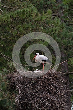 Couple of white storks at nest