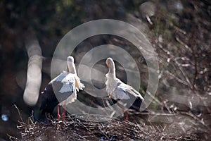 Couple of white storks at nest.