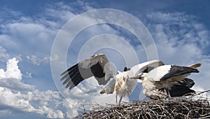 Couple of white storks at nest. Stork with baby birds in the nest. Summer, blue sky