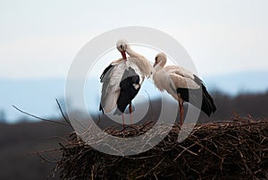 Couple white storks on the nest, stork breeding in spring, ciconia, Alsace France, Oberbronn