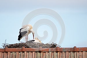 Couple white storks on the nest, stork breeding in spring, ciconia, Alsace France, Oberbronn