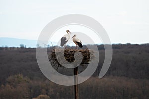 Couple white storks on the nest, stork breeding in spring, ciconia, Alsace France, Oberbronn