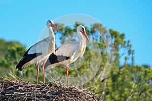 Couple of white storks perched in the nest