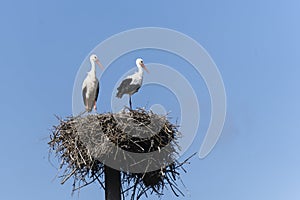 Couple of white storks standing on their nest made of branches and twigs, high up on a nesting pole, against a blue sky.