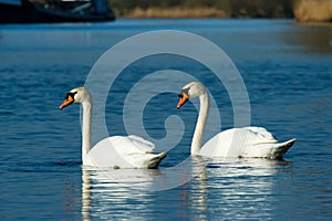 Couple white swan