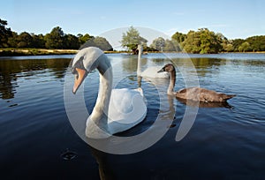 Couple of white swan with nestling