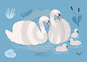 Couple of white swans and brood of cygnets floating together in pond or lake among plants. Adorable family of wild birds