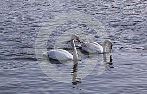 Couple of white swans float on lake surface