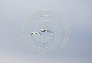 Couple white swans flying in a blue cloudy sky, Finland. Back view