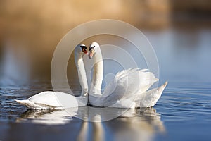 Couple of white swans