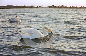 Couple White Swans Pond City Background Sunset